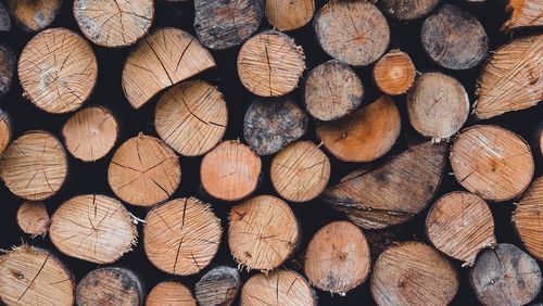 Holzstämme. (Foto: MolnarSzabolcsErdely/pixabay.com)