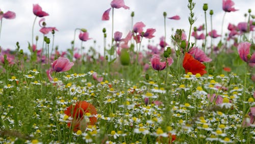 Biodiversität (Bild: pixabay.com)