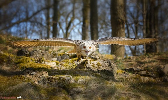 Ein magischer Ort: der Wildpark Bad Mergentheim. (Foto: Petra Liebig)