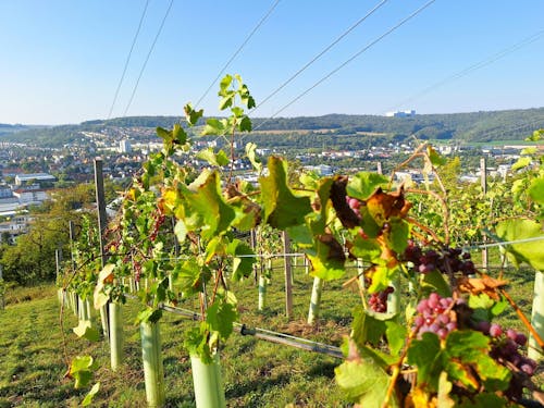 Ketterberg Weinberg