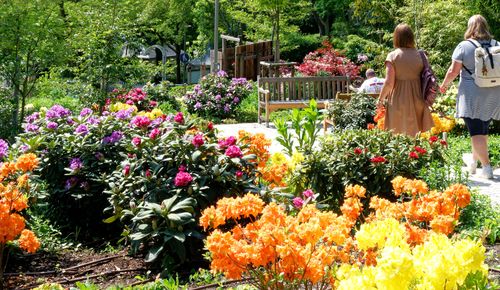 Rhododendronhain Bad Mergentheim