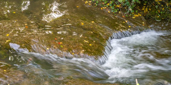 Bach im Bürgerwald