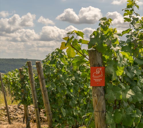 Ausgezeichnete Wegweisung auf dem Panoramawanderweg