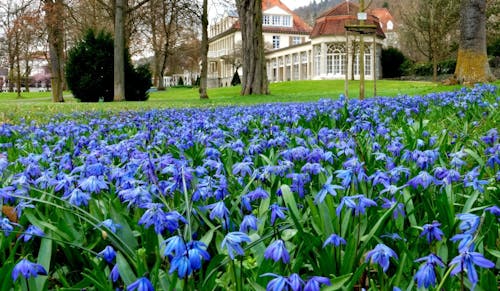 Blausterne im Kurpark