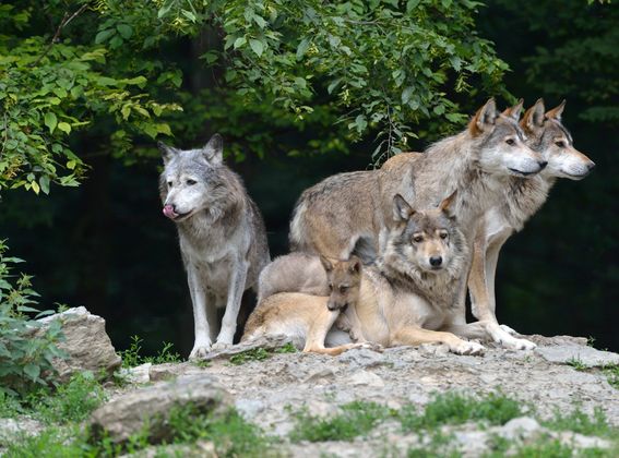 Wölfe im Wildpark
