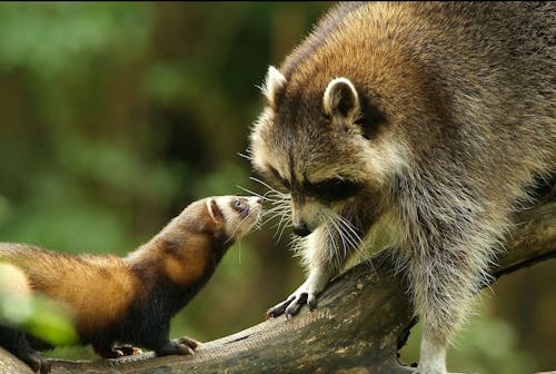 Tiere im Wildpark