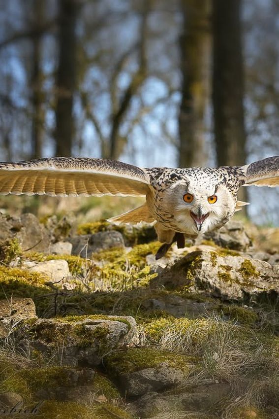 Wildpark Bad Mergentheim